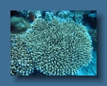 Helengeli 215